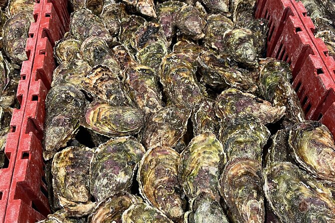 Oyster Farm, Ston and Winery Tour - Ston: walls, salt, and a short break
