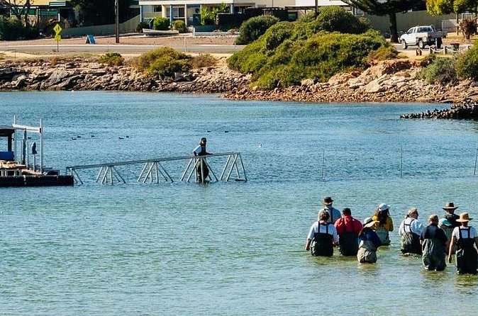 Oyster Farm Tour with Hotel Pick-up and return from Port Lincoln - Who will enjoy this farm visit most