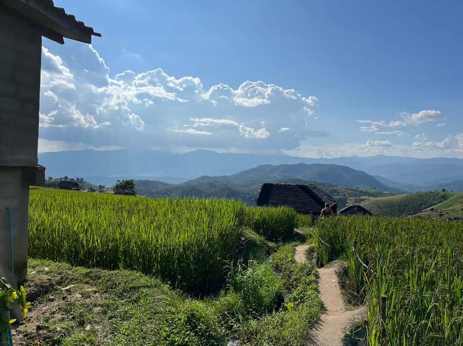 Pa Pong Piang Rice Terraces & Doi Inthanon National Park - Is $147 good value?