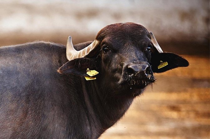 Paestum and Buffalo Farm Day Tour from Sorrento - Barlotti turns archaeology into a food stop
