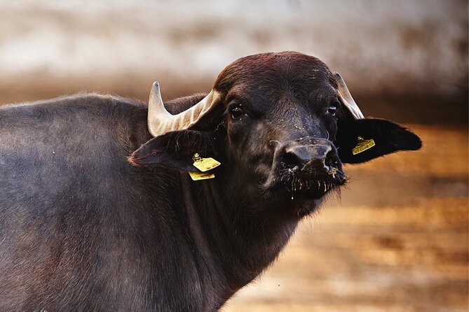 Paestum and Buffalo Farm Day Tour from Sorrento - Lunch costs extra, but the meal may be the payoff