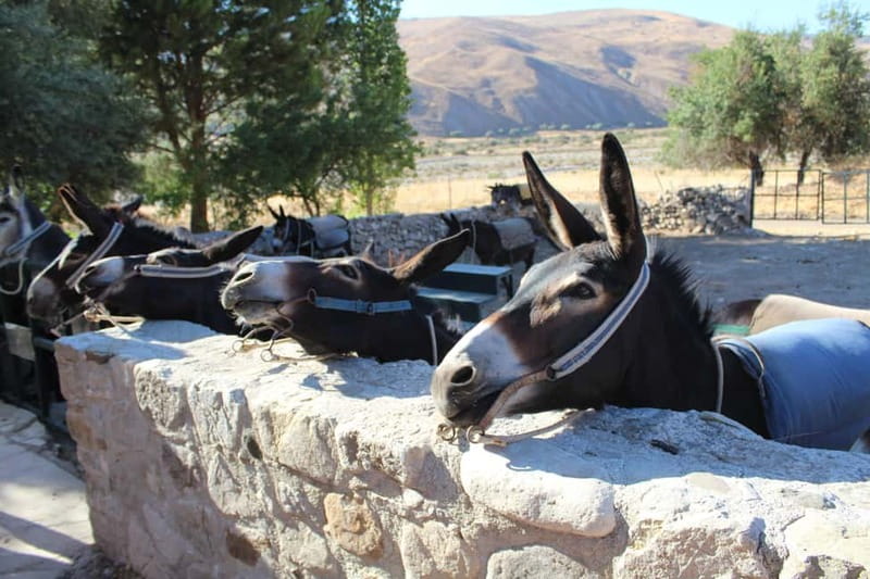 Paphos/Limassol: Donkey Farm Day Trip with Lunch & Tastings - From Paphos or Limassol into rural Cyprus