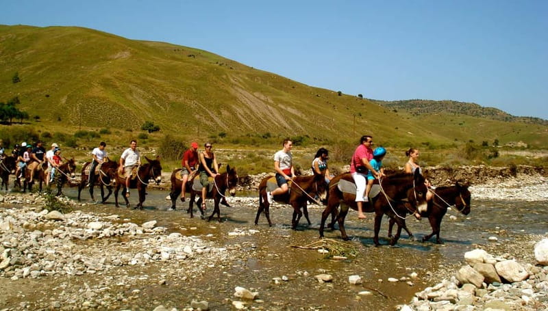 Paphos/Limassol: Donkey Farm Day Trip with Lunch & Tastings - Meeting the donkeys at Argonaftis Farm