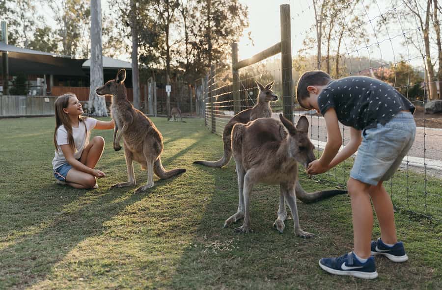 Paradise Country: Ultimate Aussie Farm Experience - Key points to know before you go