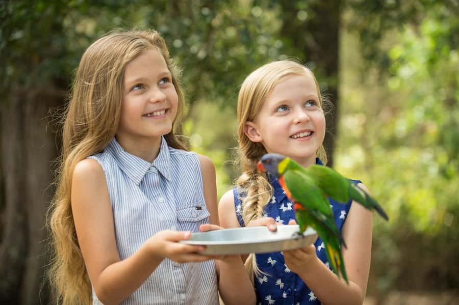 Paradise Country: Ultimate Aussie Farm Experience - Baby animals, kangaroos, and koalas