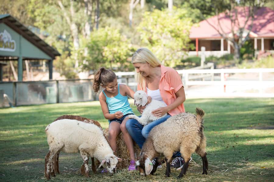 Paradise Country: Ultimate Aussie Farm Experience - Meerkats and Shaun the Sheep