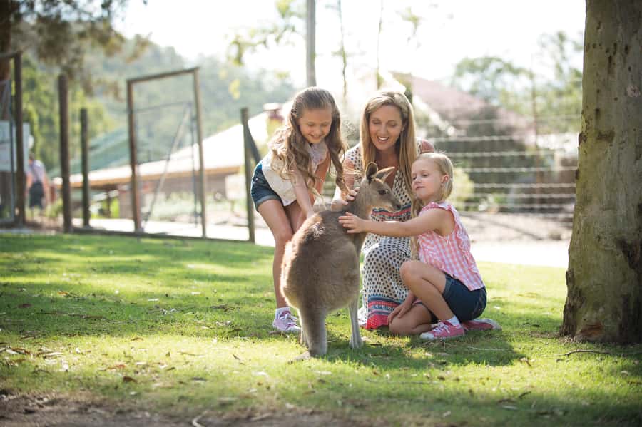 Paradise Country: Ultimate Aussie Farm Experience - Arriving from Surfers Paradise or Brisbane