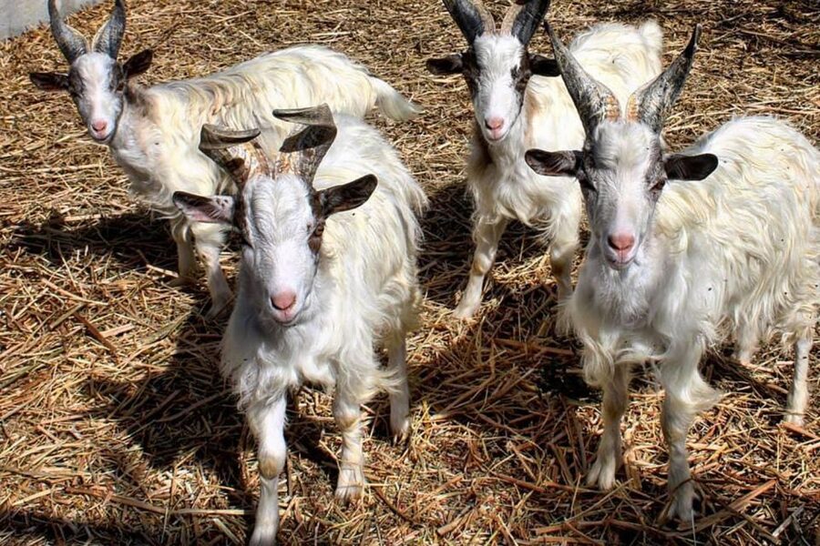 Partinico: Farm's Animals and Aromatic Garden Experience - Meeting chickens, geese, goats, rabbits, and horses