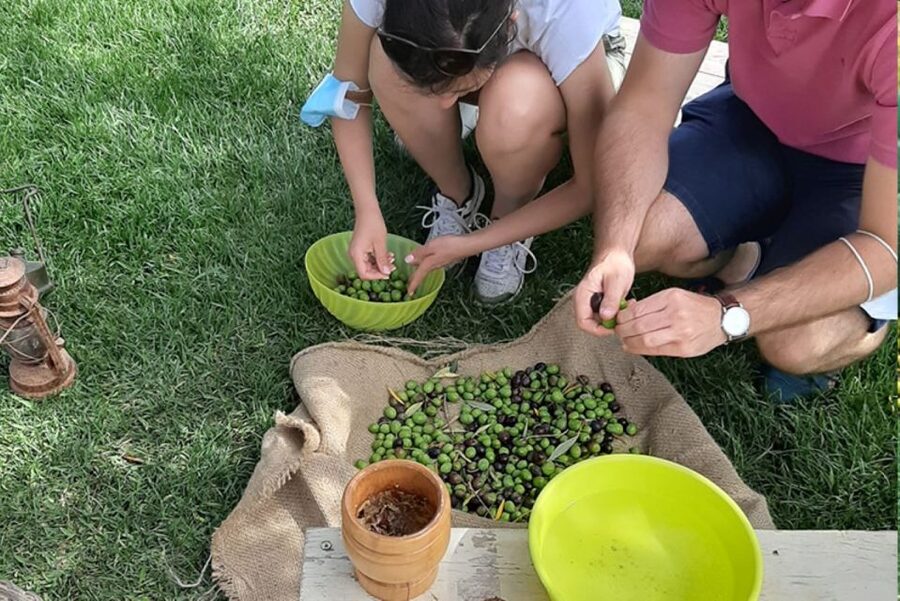 Partinico: Olive Harvest with Wine Tasting and Brunch - Key points at a glance