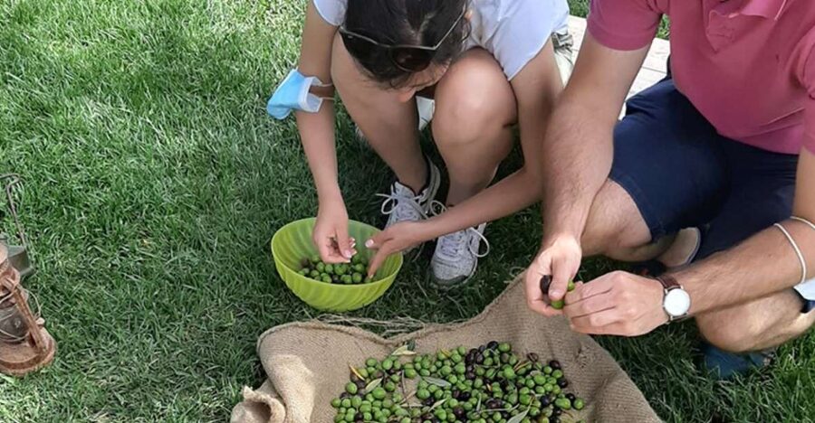 Partinico: Olive Harvest with Wine Tasting and Brunch - Why this olive harvest feels different from a standard food tour