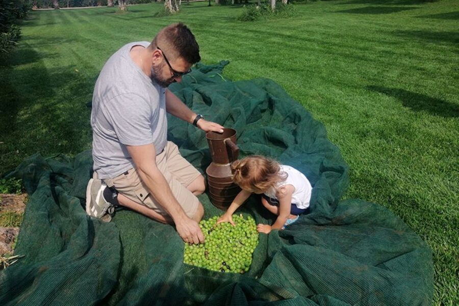 Partinico: Olive Harvest with Wine Tasting and Brunch - Spreading the nets beneath the old olive trees
