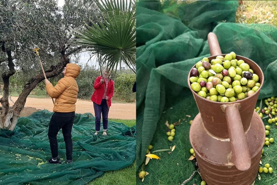 Partinico: Olive Harvest with Wine Tasting and Brunch - A five-part Sicilian brunch with garden produce