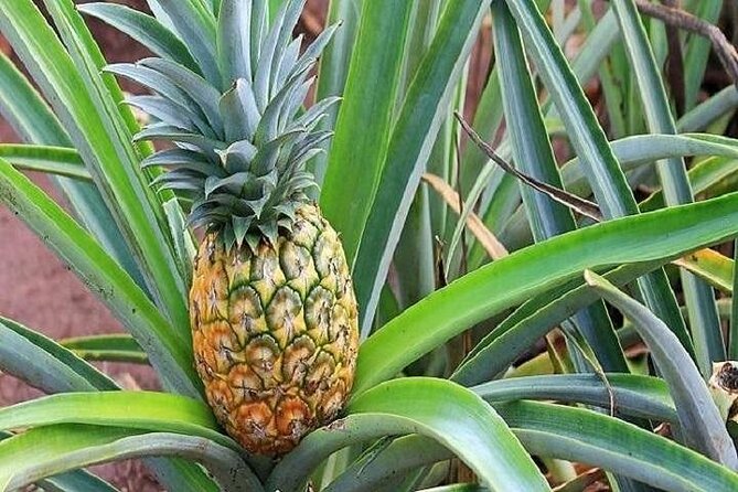 Pearl Harbor, Dole Plantation, and Polynesian Center from Kauai - The schedule is the main risk