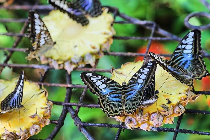 Penang Round Island Tour With Tropical Spice Garden & Entopia Butterfly Farm - Walking through Tropical Spice Garden