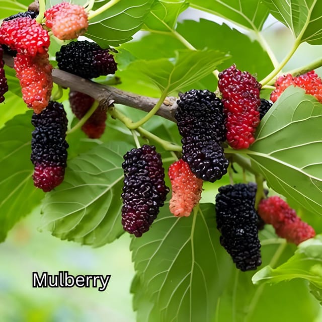 Penang: Tropical Fruit Farm Ticket - Key points at a glance