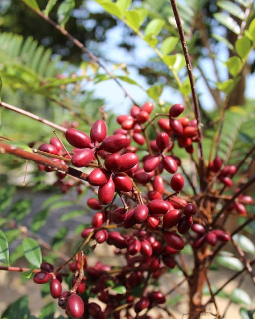 Penang: Tropical Fruit Farm Ticket - Why this small farm makes a useful Penang stop