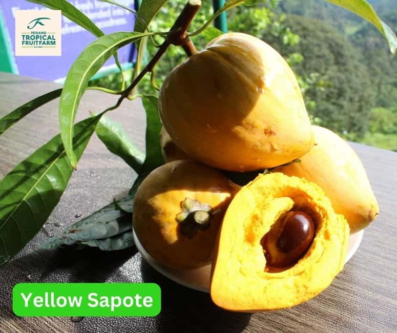Penang: Tropical Fruit Farm Ticket - Tasting tea, fruit enzyme, and wild honey