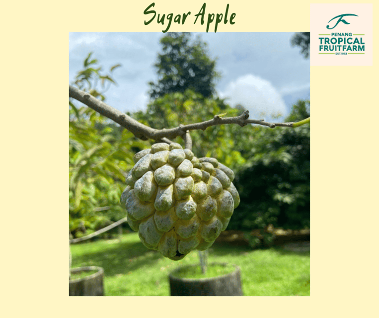 Penang: Tropical Fruit Farm Ticket - Reaching Teluk Bahang from Penang