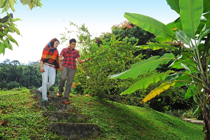 Penang Tropical Fruit Farm with Fruit Tasting - Tea, honey, enzymes, and farm-made products