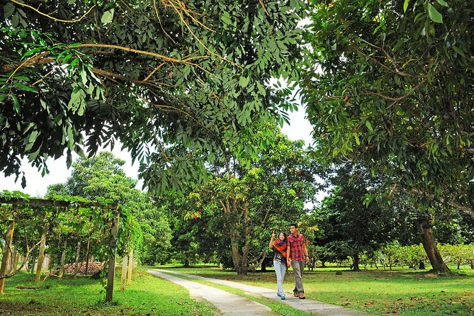 Penang Tropical Fruit Farm with Fruit Tasting - A 30 minute walk among 140 fruit species