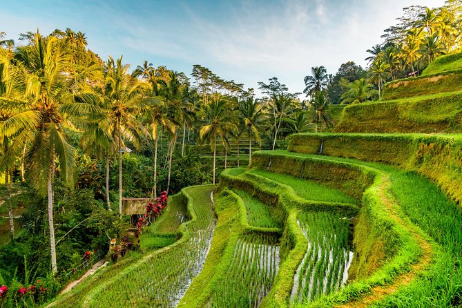 Penglipuran Traditional Village Tour with Swing, Rice Terrace, and Temple - Why a private driver changes the day