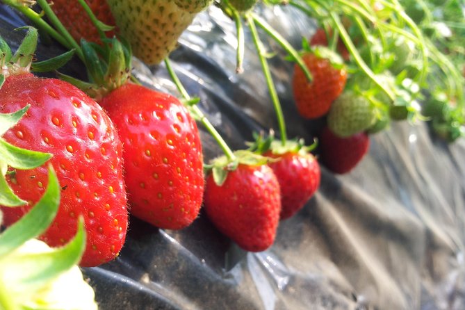 [Perfect Private Tour] Nami island, Petite France and Organic Strawberry Farm - Why this three-stop day works