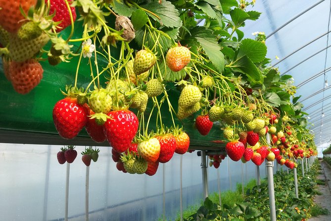 [Perfect Private Tour] Nami island, Petite France and Organic Strawberry Farm - Who will enjoy this private day most