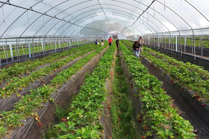 [Perfect Private Tour] Nami island, Petite France and Organic Strawberry Farm - Tips for making the day smoother