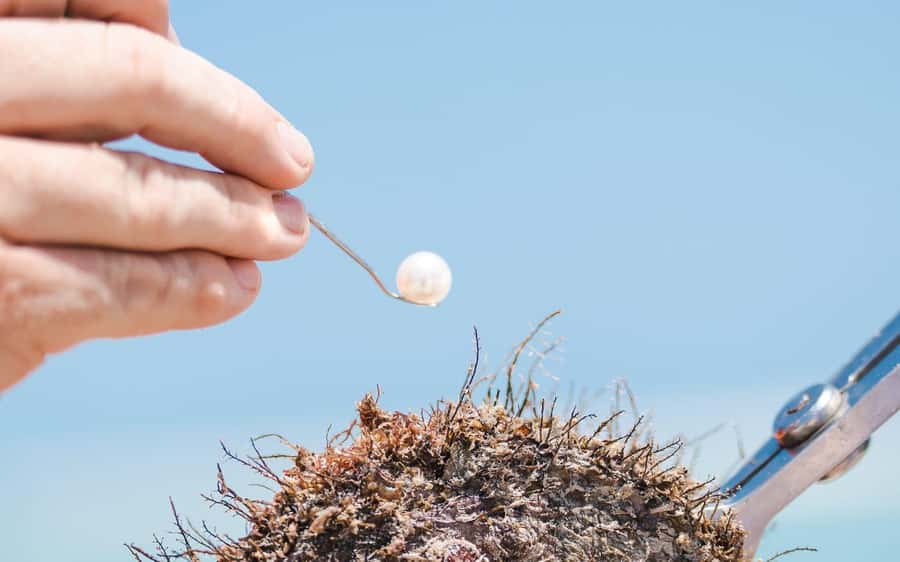 Perth: Harvest Your Own Pearl Experience - Booking and cancellation details