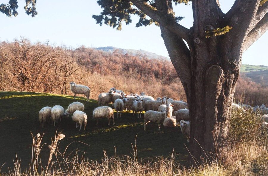 Pienza: Dairy Farm Tour with Pecorino Cheese Tasting - FAQ