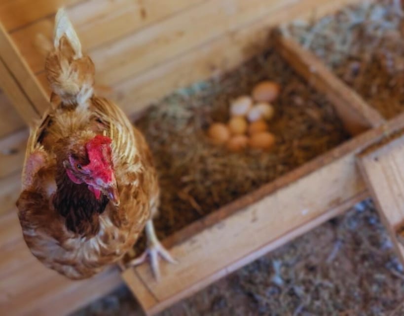 Pienza: Sheep and Chickens Tour w/Gourmet Lunch at Farmhouse - Choosing wine, steak, and extra courses