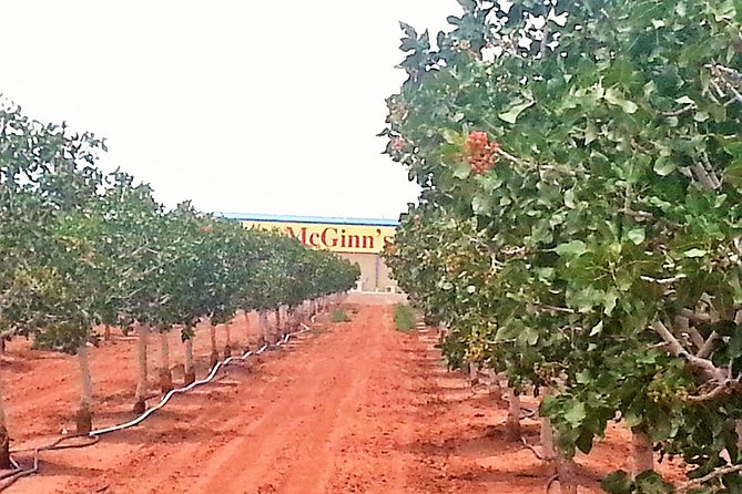 PistachioLand Farm Tour - Why the pistachio ice cream deserves attention