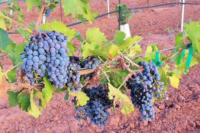 PistachioLand Farm Tour - What to expect from the guides