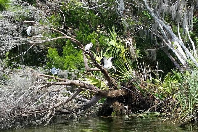 Plantation's Kings Bay Scenic Cruise - What the Kings Bay cruise actually offers