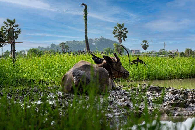 Plough to Plate: Be A Rice Farmer in Phetchaburi from Hua Hin - Rice sweets, tea, wine, and a farm lunch