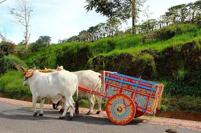 Poas Volcano + Coffee Plantations & La Paz Waterfall Gardens Trip from San Jose - Timing, traffic, and what to pack