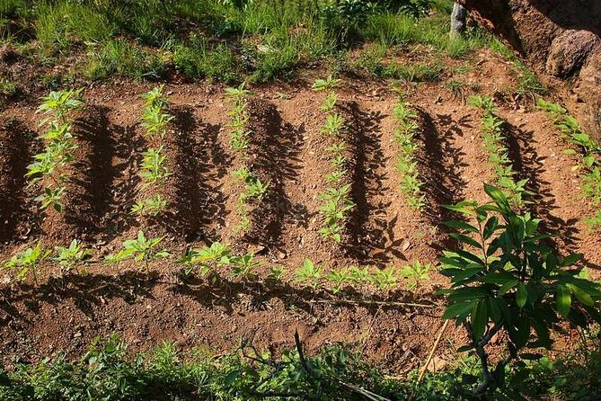 Pokhara: Organic Farm Tour and Cooking Class at Durku - Is $115 Per Person Good Value?
