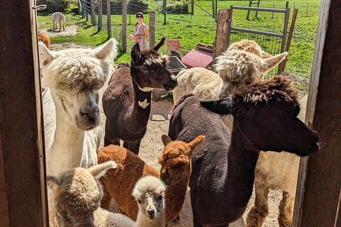 Pontiac Farm Tour - Day Trip From Ottawa & Gatineau - Ferme Pure Conscience and the Yak Visit