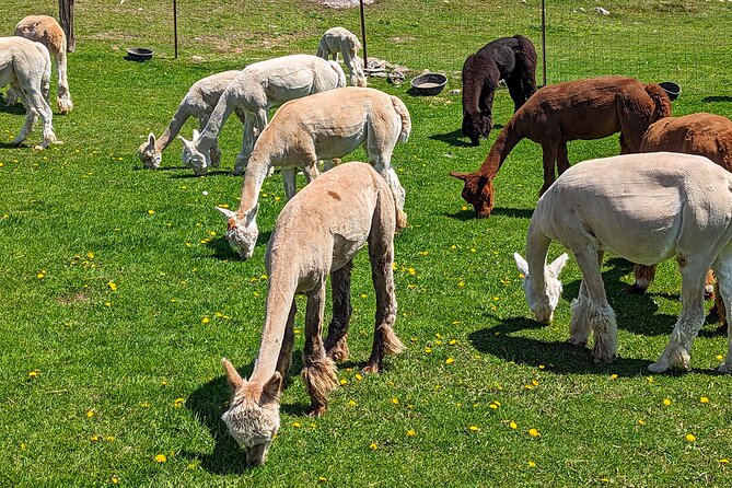 Pontiac Farm Tour - Day Trip From Ottawa & Gatineau - Les Alpagas de Willow Lane and the Baby Alpacas