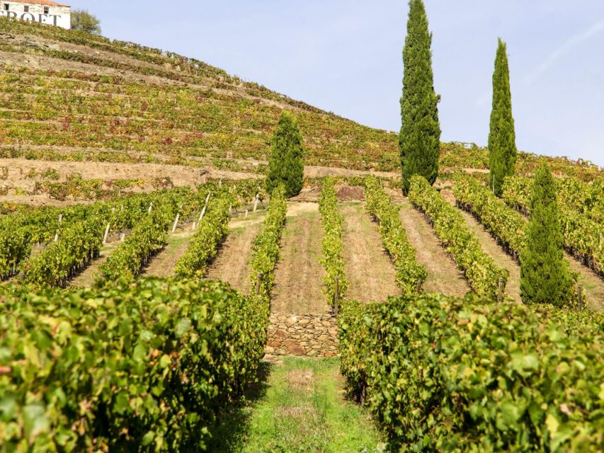 Porto: 3 Wine Regions & Farm Lunch with Views Small-Group - Lunch in Sabrosa with wine and valley views
