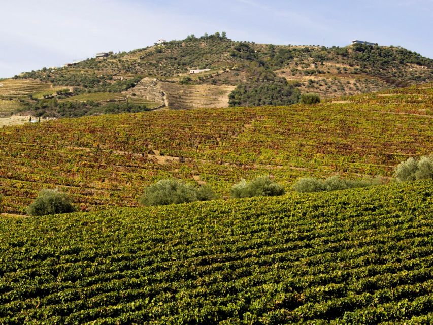 Porto: 3 Wine Regions & Farm Lunch with Views Small-Group - Who should book this day?