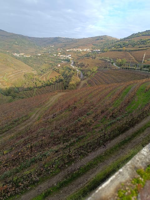 Porto: Douro valley 2 farms with wine tasting and lunch - Key points to know