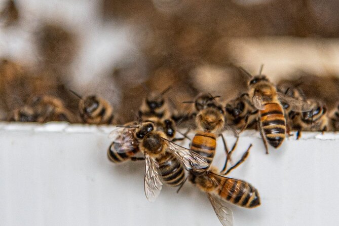 Private 2-Hour Beekeeping Classroom Tour in Honokaa - Should you book Bird and Bee Hawaii?