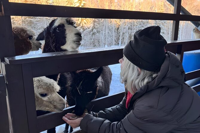 PRIVATE Alpaca Guided Forest Walk + Feeding Helsinki - Why the alpaca encounter feels more personal