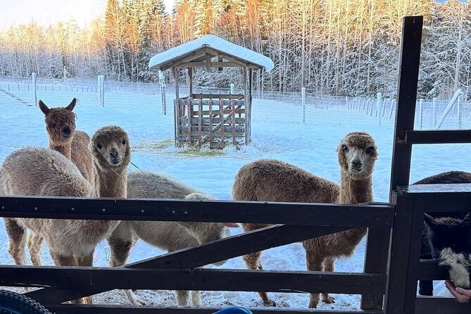 PRIVATE Alpaca Guided Forest Walk + Feeding Helsinki - Entering the enclosure and feeding the animals