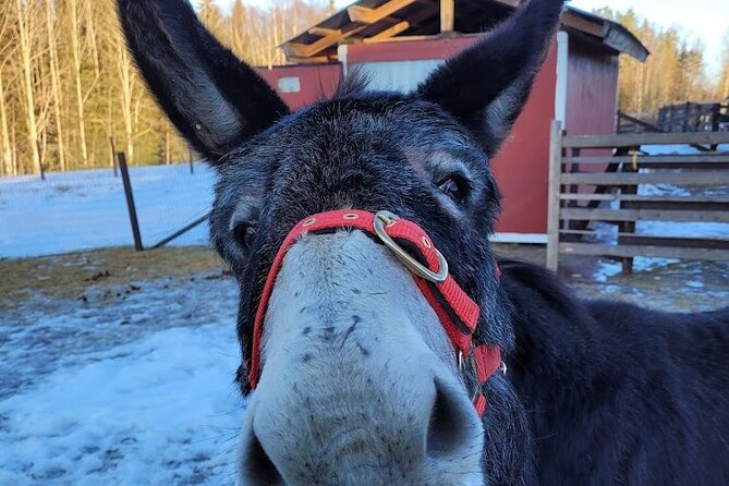 PRIVATE Alpaca Guided Forest Walk + Feeding Helsinki - Taking one alpaca into the Finnish forest