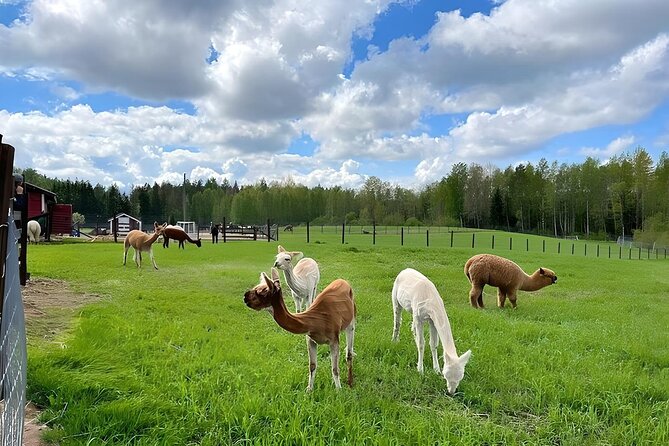 PRIVATE Alpaca Guided Forest Walk + Feeding Helsinki - Guides, photos, and the human side of the trip
