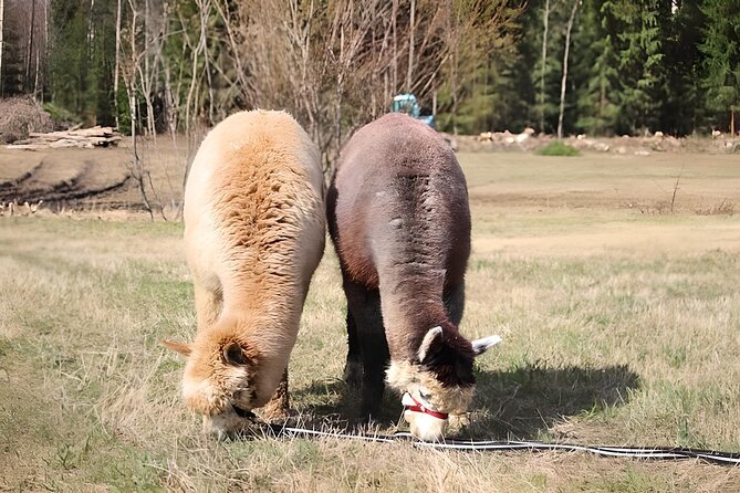 PRIVATE Alpaca Guided Forest Walk + Feeding Helsinki - Who will enjoy this outing most
