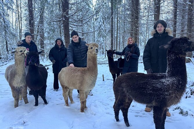 PRIVATE Alpaca Guided Forest Walk + Feeding Helsinki - Booking timing, weather, and cancellation
