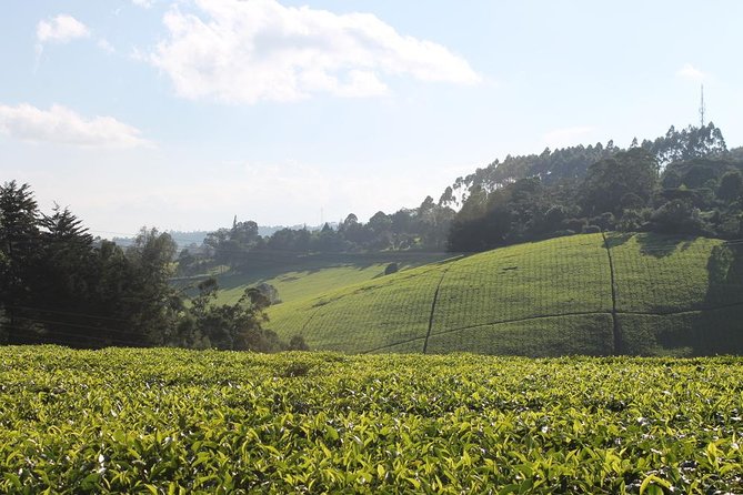 Private Day Trip to Kiambethu Tea Farm in Limuru from Nairobi - Leaving Nairobi for the cool hills of Limuru